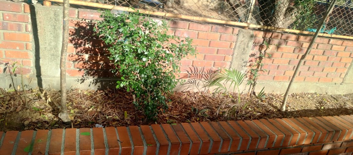 Niños con plantas
